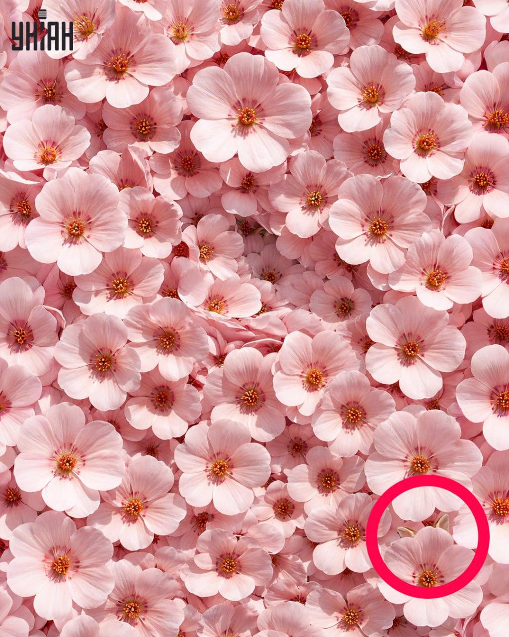 Tylko 1% ludzi potrafi znaleźć królika w 11 sekund: zaskakująco złożona iluzja optyczna