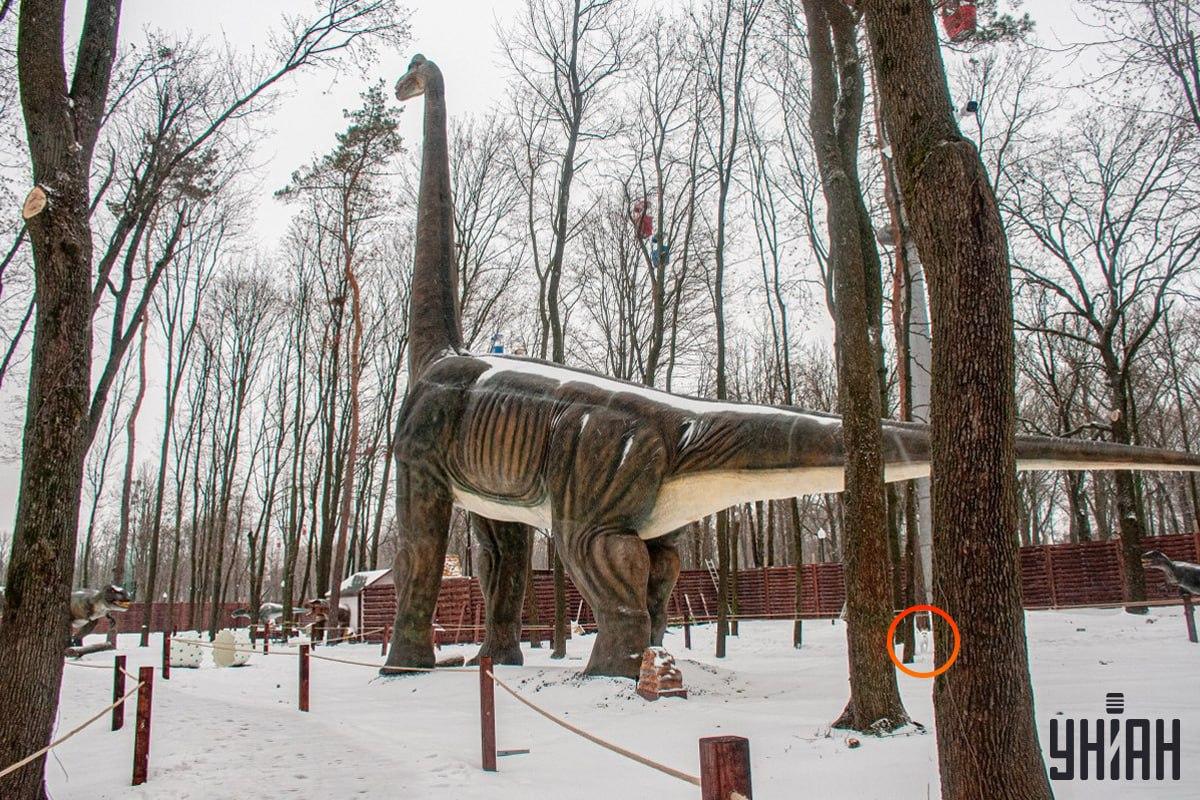 Pies znajdował się w lewym dolnym rogu zdjęcia / kolaż Moje