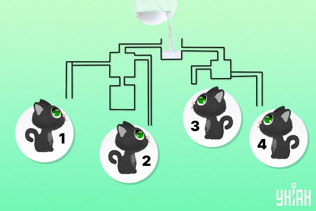 Znajdź kota, który jako pierwszy wypije mleko / kolaż Moje