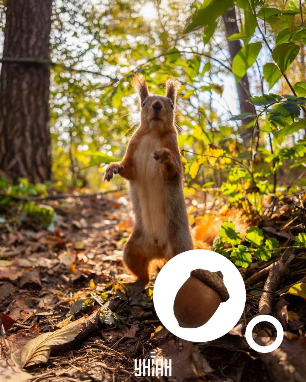 Żołądź znajdował się na dole optycznej układanki / kolażu ze zdjęciem Moje