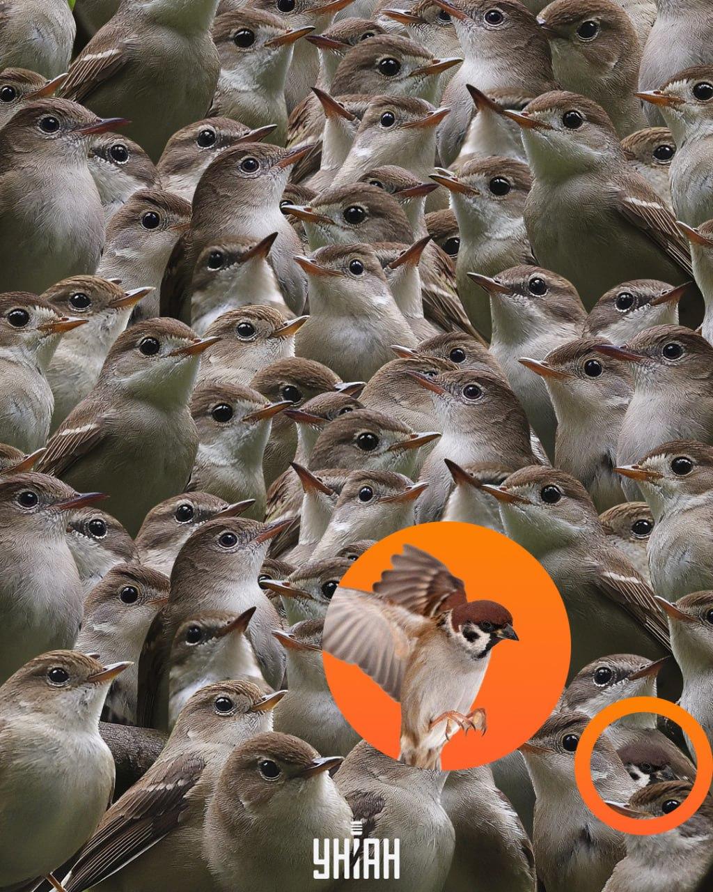 Wróbel znalazł się na dole układanki / kolażu Moje