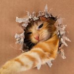 Jak wielkim geniuszem jest twój kot: prosty test IQ z