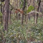 Łamigłówka dla osób z doskonałym wzrokiem: musisz znaleźć tygrysa w 10 sekund. Łamigłówka dla osób z doskonałym wzrokiem: musisz znaleźć tygrysa w