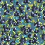 Łamigłówka dla tych, którzy mają sokoli wzrok: musisz znaleźć mrówkę