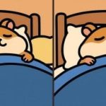 Test IQ: znajdź 3 różnice na zdjęciu śpiącego chomika w