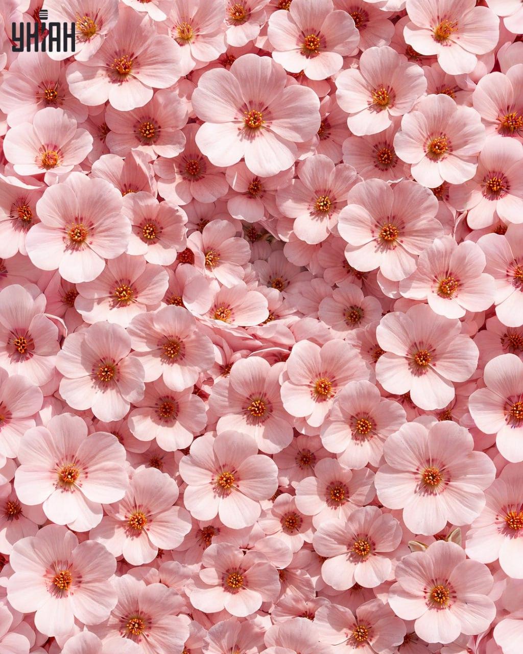 Tylko 1% ludzi potrafi znaleźć królika w 11 sekund: zaskakująco złożona iluzja optyczna