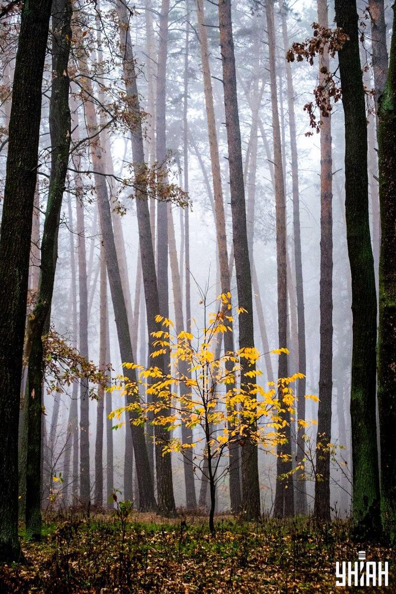 Tylko 2% ludzi potrafi znaleźć wiewiórkę w lesie w 12 sekund: niesamowite złudzenie optyczne