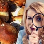 Tylko ludzie z super mocnym IQ zobaczą kamień wśród grzybów