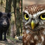 Tylko ludzie z wysokim IQ znajdą sprytną sowę w 9 sekund: wyrafinowana iluzja optyczna Tylko ludzie z wysokim IQ znajdą sprytną sowę w 9