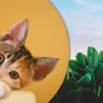 Tylko najbardziej uważni znajdą kota wśród kaktusów: zabawne złudzenie optyczne